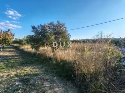 Land, Pridraga - olive grove with 10 trees, building zone - 6