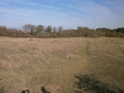 Baugrundstück 9 000 m², Veli vrh, Pula - 3