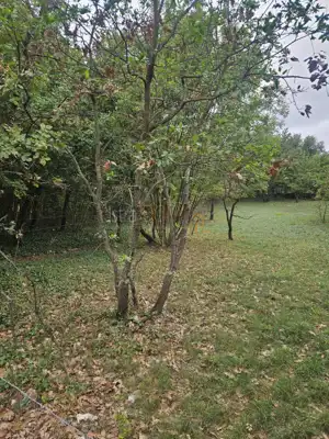 Baugrundstück 2.900 m², Divšići, Marčana - ruhige Umgebung - 3