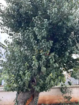 Kuća u Barbanu, bazen i konoba - 21