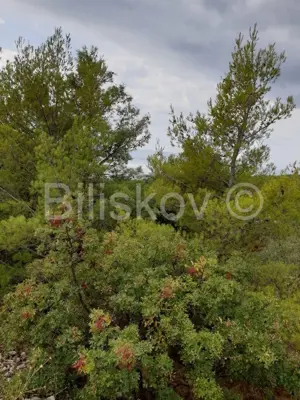 Brač, Bol 1750 m² zemljište gospodarske namjene K3 - 3