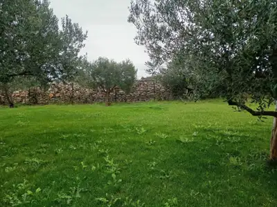 Landwirtschaftliches Anwesen, Zaton bei Šibenik - Olivenhain und Obstgarten - 5