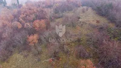 Forest 8,000 m², Motovun - peaceful location and view - 3