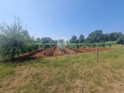 Vila 352 m², Poreč - bazen i natkrivena ljetna kuhinja - 3
