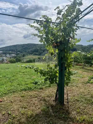 House, Ledinec, Beretinec - peace in nature - 19