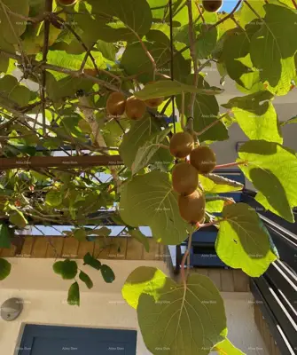 Haus 146 m², Umag-Zambratija, 4 Schlafzimmer und 3 Badezimmer - 4
