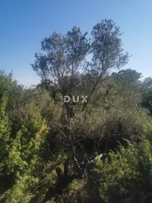 Olive grove 540 m², Kornić on the island of Krk - sea view - 6