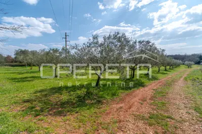 Maslinik 5.437 m², Petrovija - 140 maslina i voda - 11