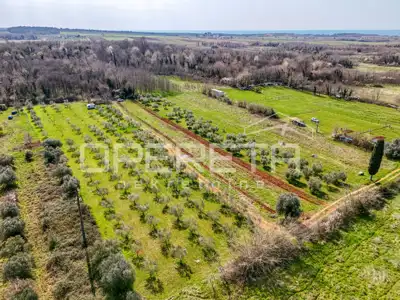 Maslinik 5.437 m², Petrovija - 140 maslina i voda