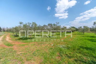 Maslinik 5.437 m², Petrovija - 140 maslina i voda - 10