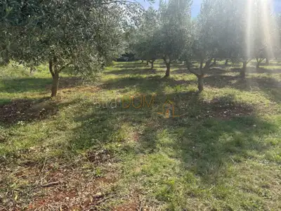 Agricultural land, Rovinjsko Selo - olive grove with 110 trees - 4