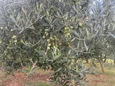 Agricultural land, Rovinjsko Selo - olive grove with 110 trees - 3