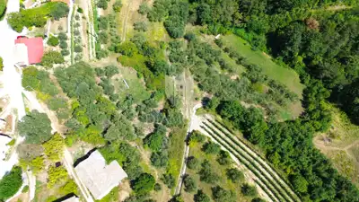 Estate, Cerovlje, 4,050 m² of building land and olive groves - 10