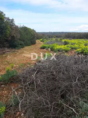 Landwirtschaftliches Grundstück, Punta Križa - am Meer und mediterranes Grün - 8