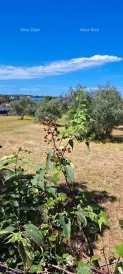 Landwirtschaftsfläche 2 873 m², Fažana, 100 m vom Meer