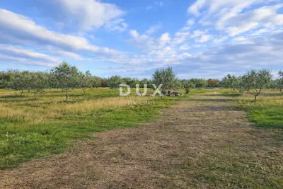 Olive grove 13,979 m², Vodnjan - kažun, summer kitchen and barbecue - 5