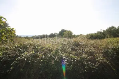 Poljoprivredno zemljište 1.466 m², Kaštel Štafilić - Javorje - 4