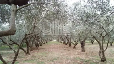 House 15,000 m², Stankovci - olive grove and 2 building plots - 10