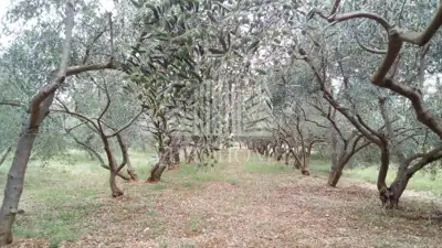 House 15,000 m², Stankovci - olive grove and 2 building plots - 7