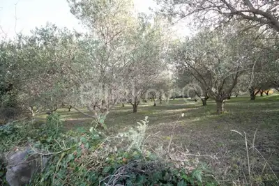 Agricultural land 14 436 m², Kaštel Novi - olive grove - 3