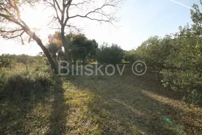 Agricultural land 14 436 m², Kaštel Novi - olive grove - 5