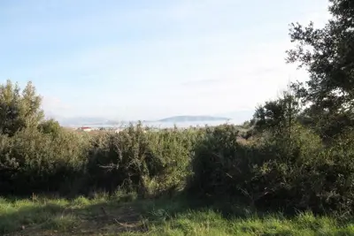 Landwirtschaftsfläche 14 436 m², Kaštel Novi - Olivenhain