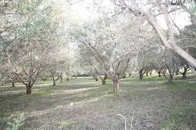 Agricultural land 14 436 m², Kaštel Novi - olive grove - 4