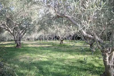 Agricultural land 14 436 m², Kaštel Novi - olive grove - 2