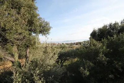 Agricultural land 14 436 m², Kaštel Novi - olive grove - 7