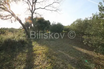 Poljoprivredno zemljište 14 436 m², Kaštel Novi - maslinik - 5