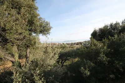 Poljoprivredno zemljište 14 436 m², Kaštel Novi - maslinik - 7