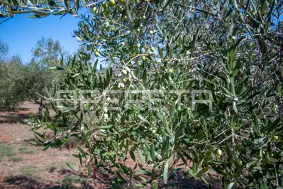 Land 14,191 m², Valtura - olive grove and proximity to the sea - 12