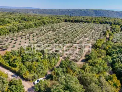 Land 14,191 m², Valtura - olive grove and proximity to the sea - 9