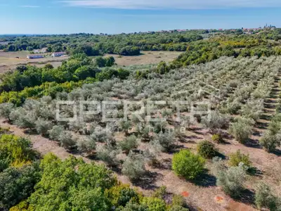 Land 14,191 m², Valtura - olive grove and proximity to the sea - 11