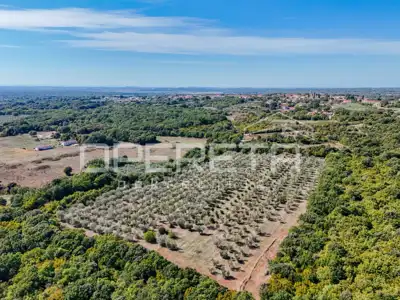 Land 14,191 m², Valtura - olive grove and proximity to the sea - 2