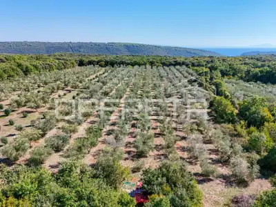 Land 14,191 m², Valtura - olive grove and proximity to the sea - 6
