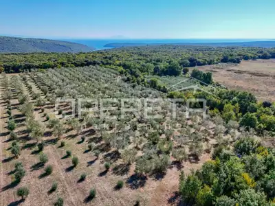 Land 14,191 m², Valtura - olive grove and proximity to the sea - 5