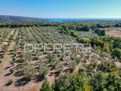 Land 14,191 m², Valtura - olive grove and proximity to the sea - 7