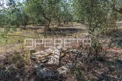 Land 14,191 m², Valtura - olive grove and proximity to the sea - 14