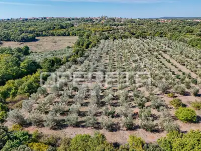 Land 14,191 m², Valtura - olive grove and proximity to the sea - 3