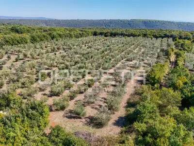Land 14,191 m², Valtura - olive grove and proximity to the sea - 8