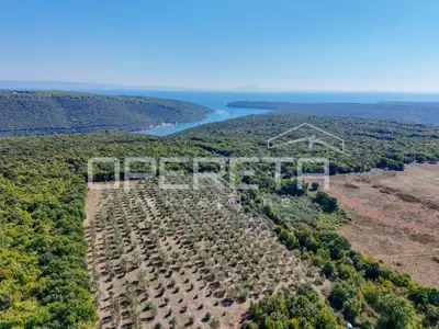 Land 14,191 m², Valtura - olive grove and proximity to the sea