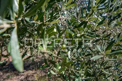 Land 14,191 m², Valtura - olive grove and proximity to the sea - 10