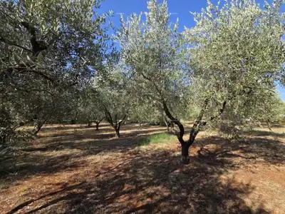 Građevinsko zemljište 638 m², Loborika - uredan pristupni put - 2