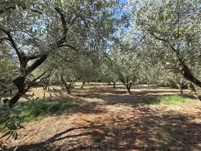 Građevinsko zemljište 638 m², Loborika - uredan pristupni put - 4