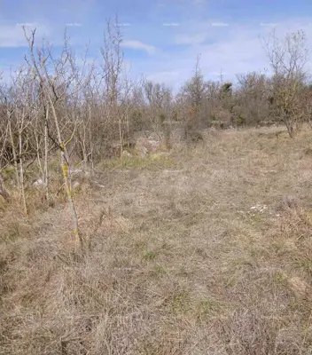 PRODAJA GRAĐEVINSKOG ZEMLJIŠTA, 6.230 m²– PLOVANIJA (BUJE)