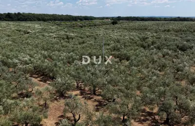 Olive grove in Brtonigla, 760 olive trees and flat terrain - 5