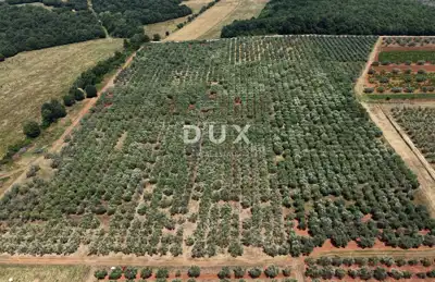 Olive grove in Brtonigla, 760 olive trees and flat terrain - 13