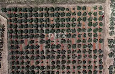 Olive grove in Brtonigla, 760 olive trees and flat terrain - 22