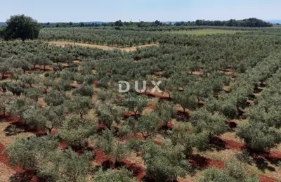 Olive grove in Brtonigla, 760 olive trees and flat terrain - 6